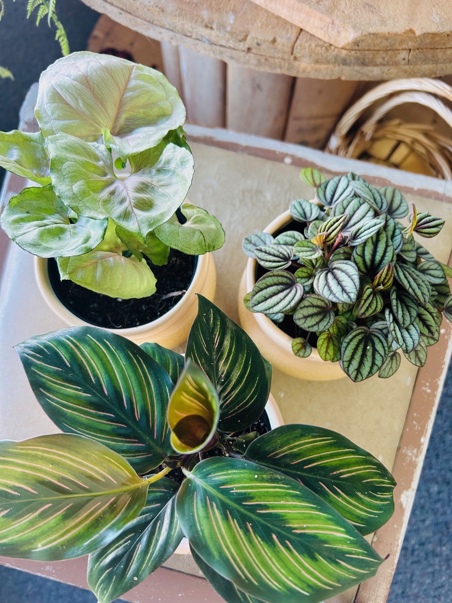 Petite Plants in Ceramic Pots